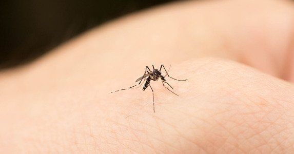 Mosquitoes can’t transmit HIV [Pinterest]