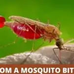 Can Mosquitoes Transmit HIV?