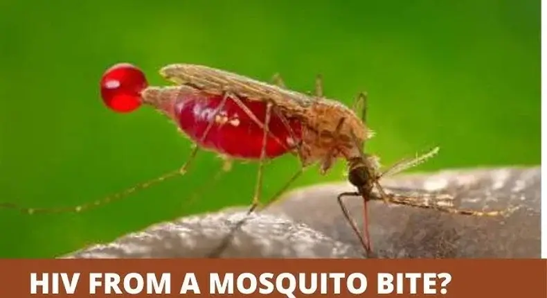 Can Mosquitoes Transmit HIV?